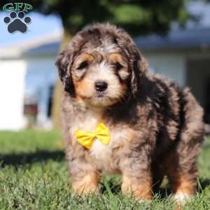 Finley, Mini Bernedoodle Puppy